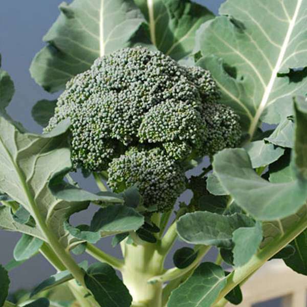 Broccoli Green Organic Vegetable Seeds